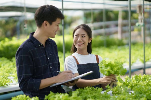 Quels légumes sont adaptés pour une culture en hydroponie dans un espace restreint?